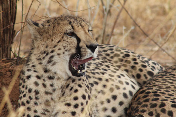 Closeup Cheetah